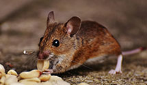 24 Hour & Emergency Exterminators in Lorenton, PA